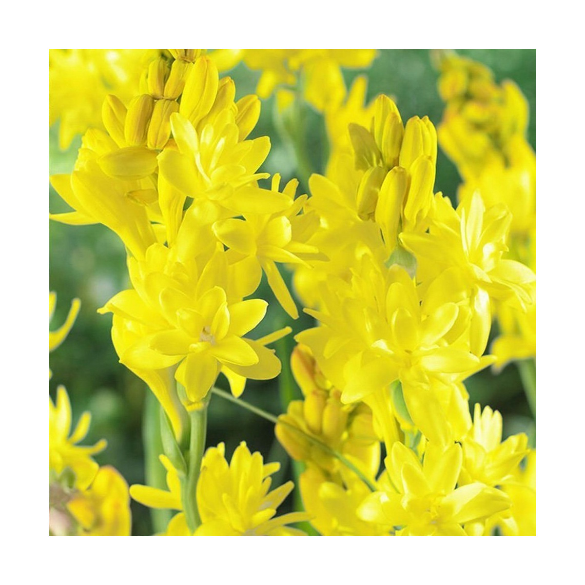 Tuberóza Super Gold - Polianthes tuberosa - hlízy tuberózy - 1 ks