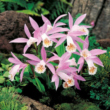 Plejonka - Pleione formosana - hlízy plejonky - 1 ks
