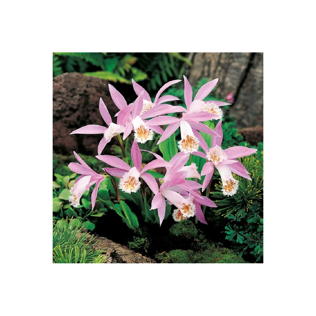 Plejonka - Pleione formosana - hlízy plejonky - 1 ks