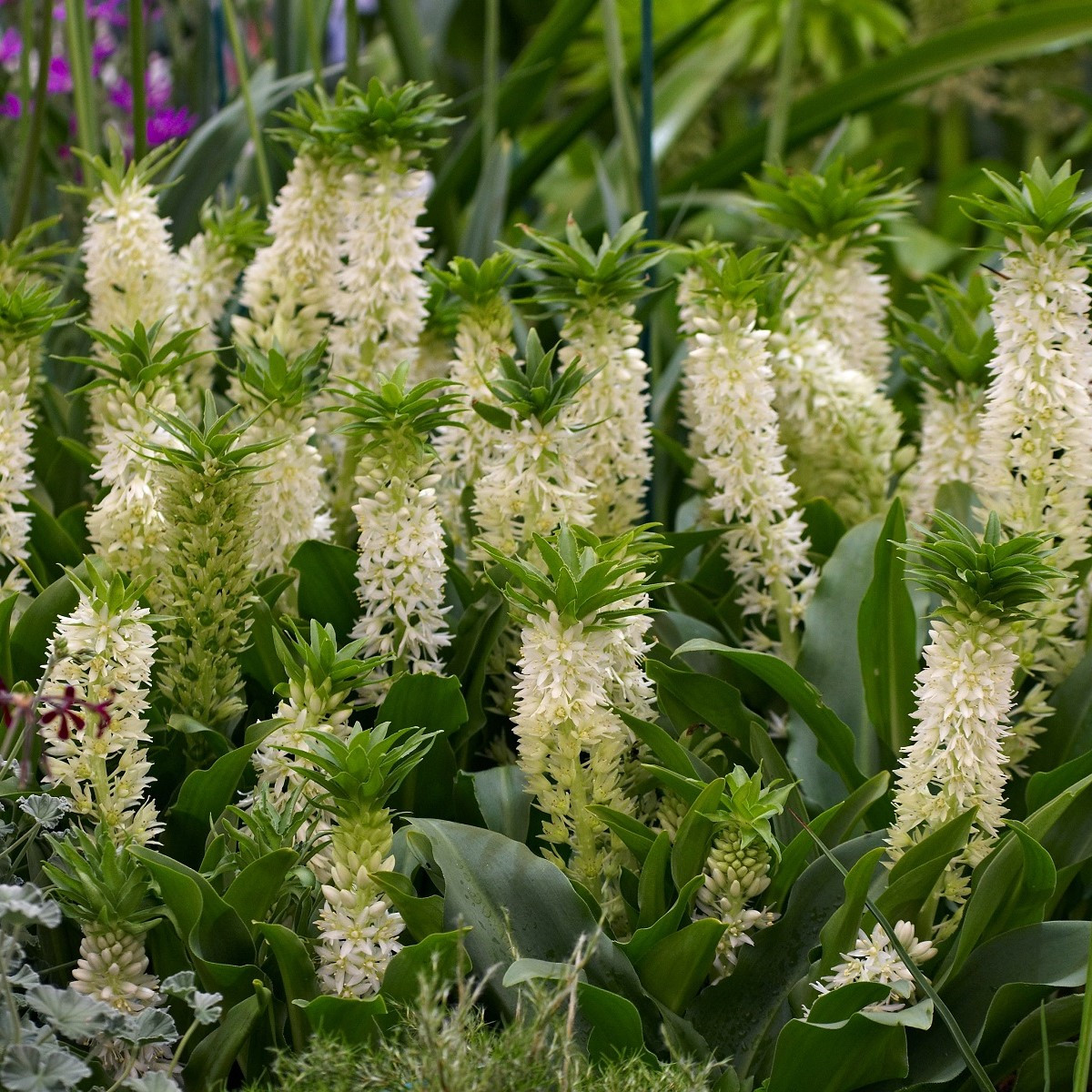 Chocholatice Autumnalis - Eucomis comosa - cibule chocholatice - 1 ks