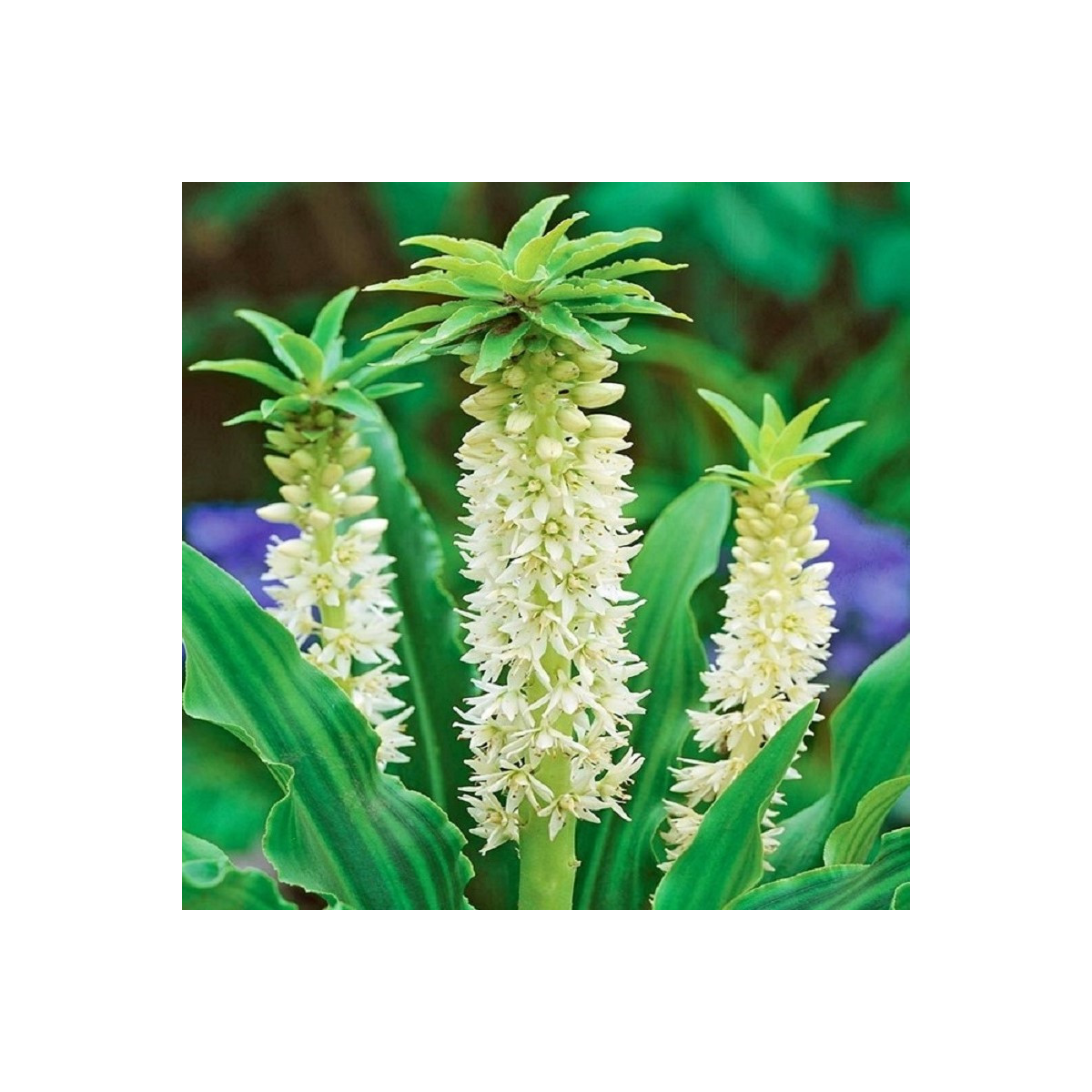 Chocholatice Autumnalis - Eucomis comosa - cibule chocholatice - 1 ks