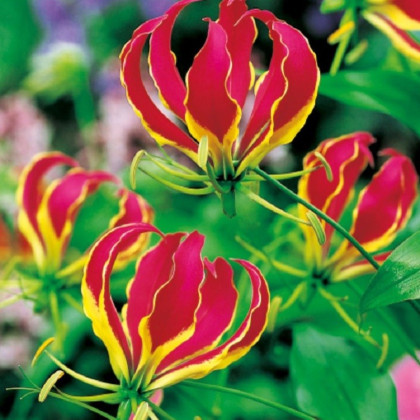 Glorióza popínavá - Gloriosa rotschildana - hlízy gloriózy - 1 ks