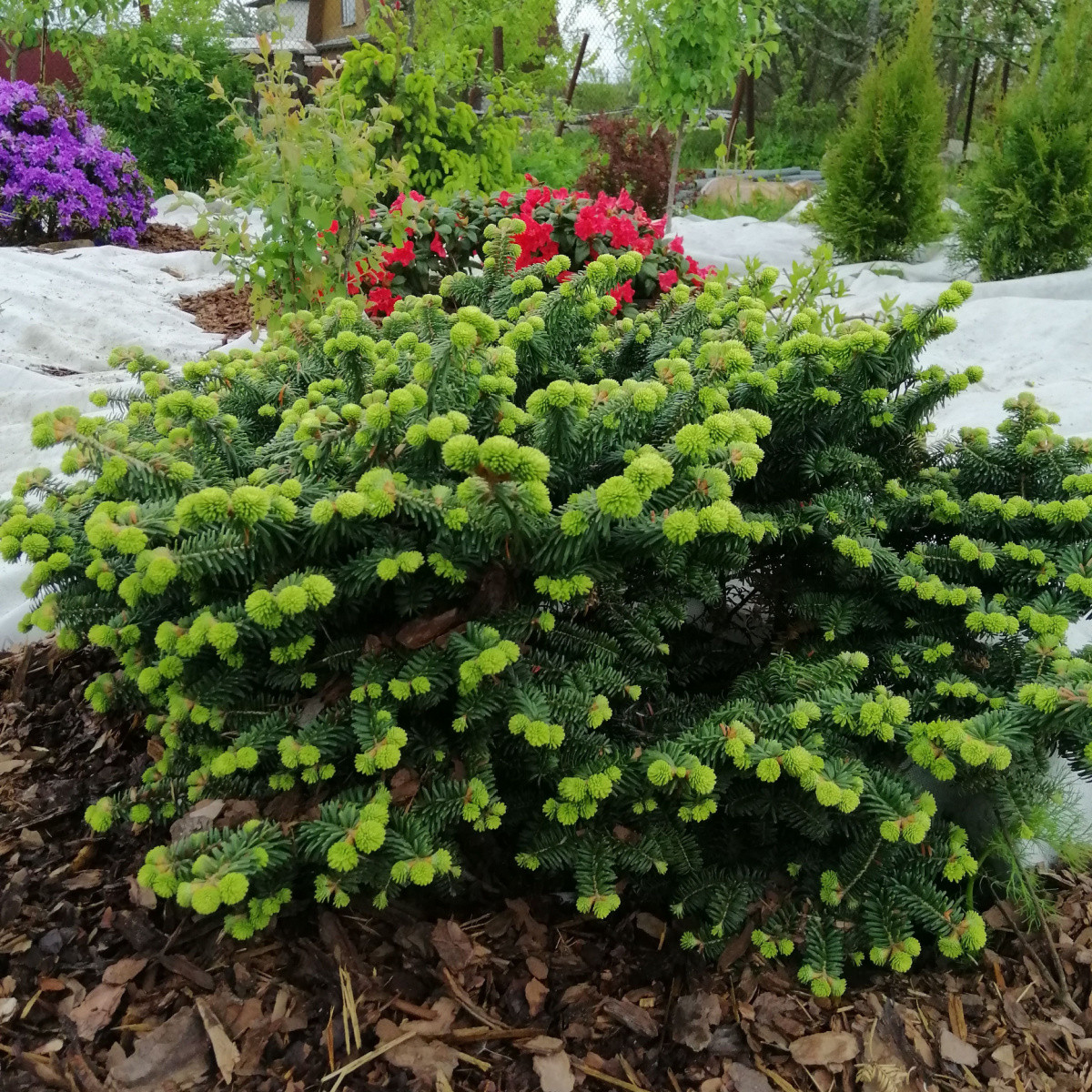 Jedle balzámová - Abies balsamea - semena jedle - 7 ks