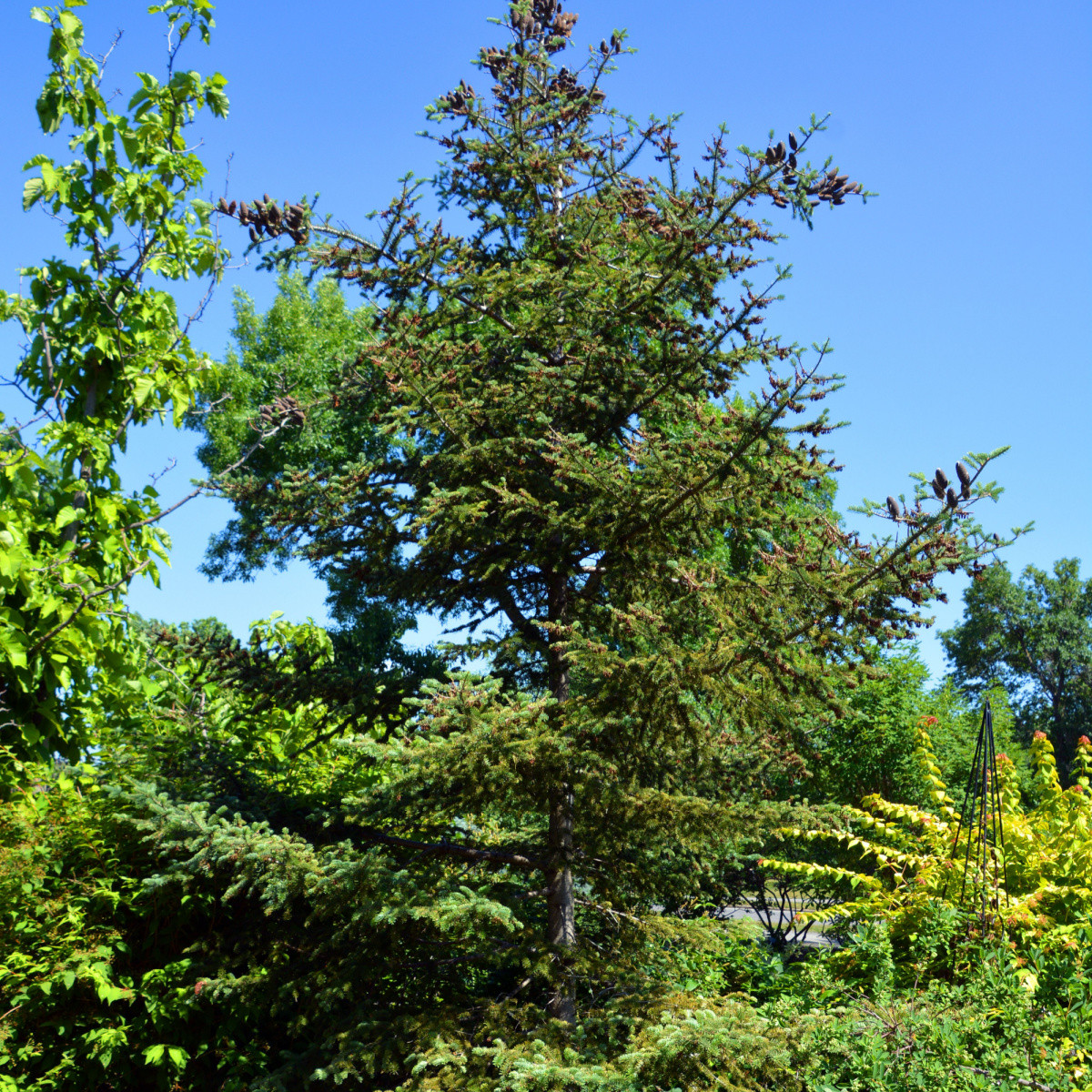 Jedle balzámová - Abies balsamea - semena jedle - 7 ks
