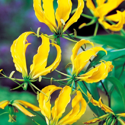 Glorióza Lutea - Gloriosa - hlízy gloriózy - 1 ks