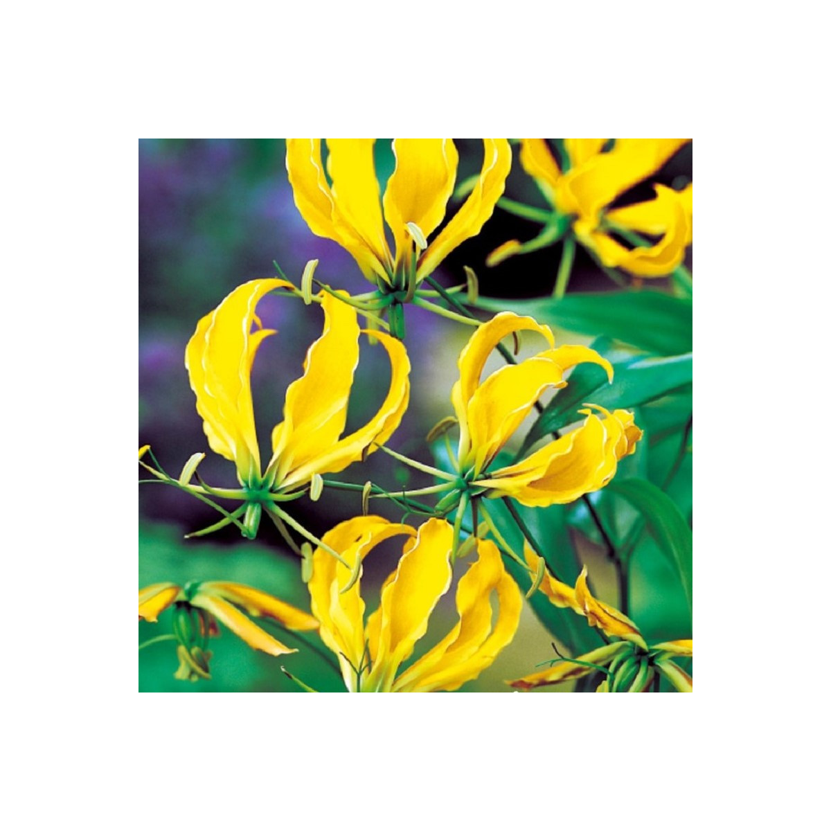 Glorióza Lutea - Gloriosa - hlízy gloriózy - 1 ks