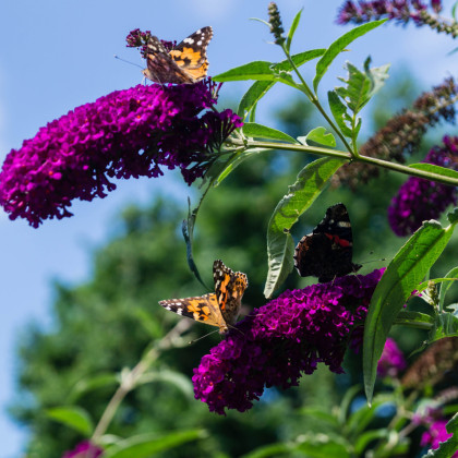 Komule Davidova směs barev - Buddleja davidi - semena motýlího keře - 20 ks