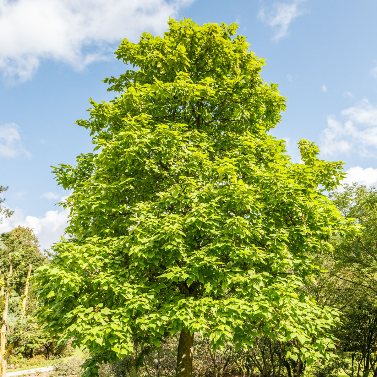 Katalpa severní - Catalpa speciosa - semena katalpy - 8 ks