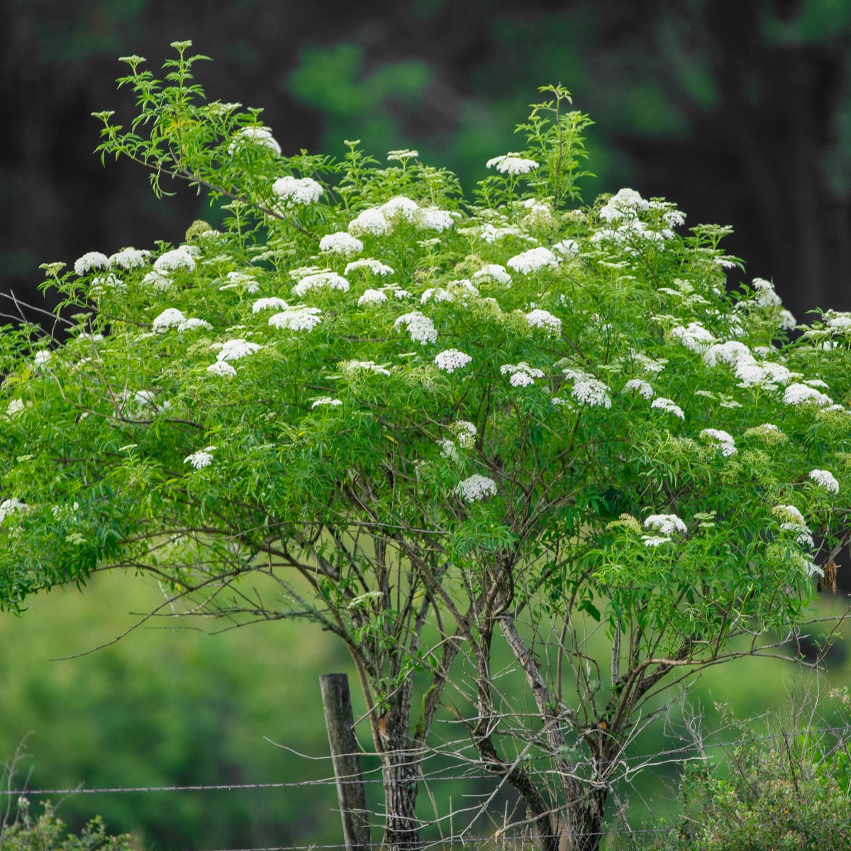 Bez kanadský - Sambucus canadians - semena bezu - 10 ks
