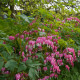 Srdcovka nádherná - Dicentra spectabilis - hlízy srdcovky - 1 ks