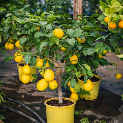 Citroník pravý - Citrus limon - semena citroníku - 5 ks