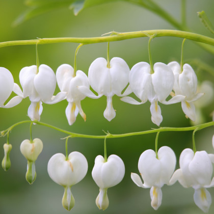 Srdcovka nádherná bílá - Dicentra spectabilis - hlízy srdcovky - 1 ks