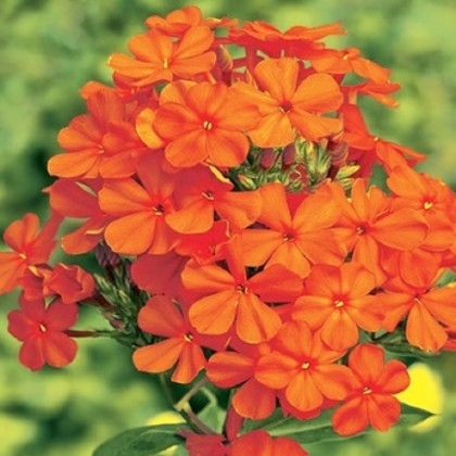 Plaménka oranžová - Phlox - prostokořenné sazenice plaménky - 1 ks