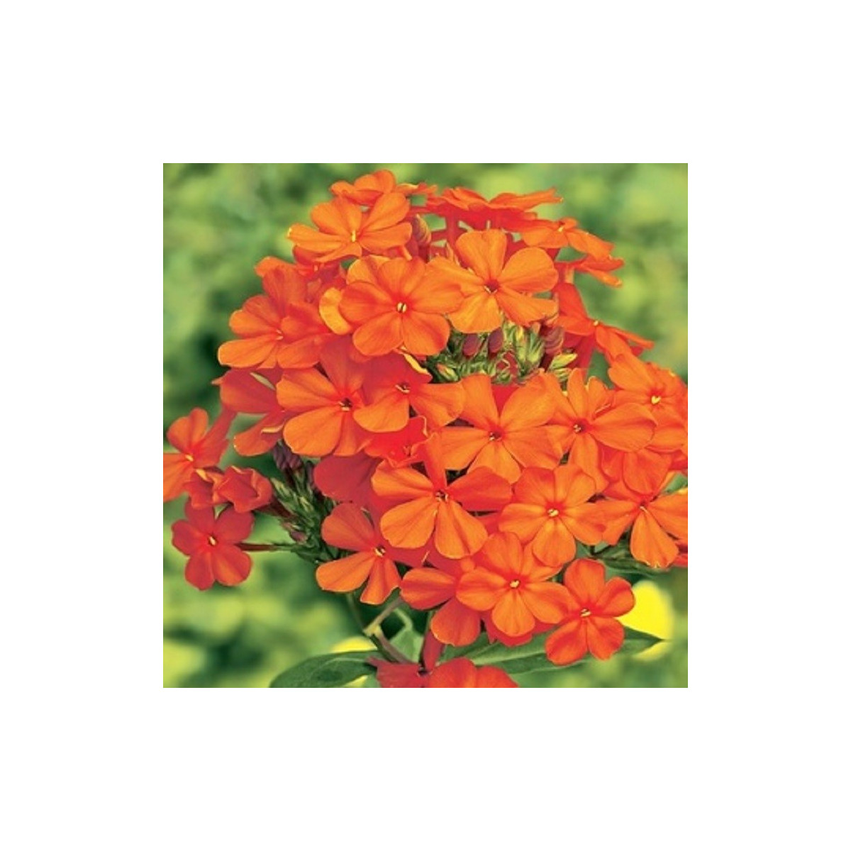 Plaménka oranžová - Phlox - prostokořenné sazenice plaménky - 1 ks