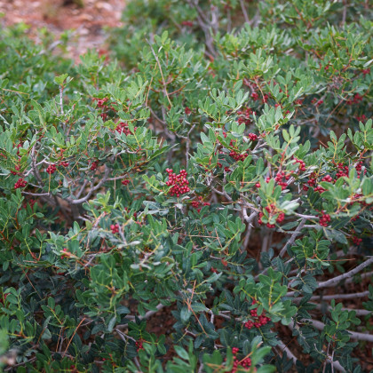 Pistácie lentišek - Pistacia lentiscus - semena pistácie - 6 ks