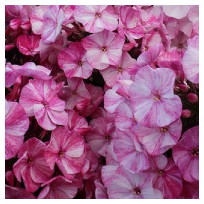 Plaménka Freckle Red Shades - Phlox - prostokořenné sazenice plaménky - 1 ks