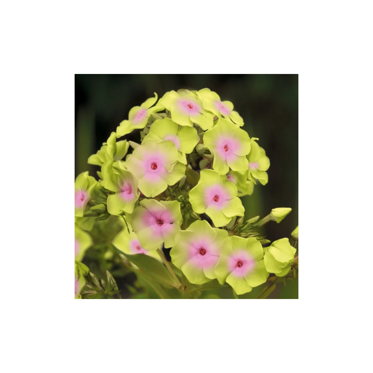 Plaménka Sherbet Blend - Phlox - prostokořenné sazenice plaménky - 1 ks