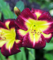 Denivka Night Beacon - Hemerocallis - hlízy denivky - 1 ks