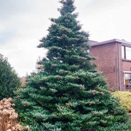 Jedle korejská - Abies koreana - semena jedle - 7 ks