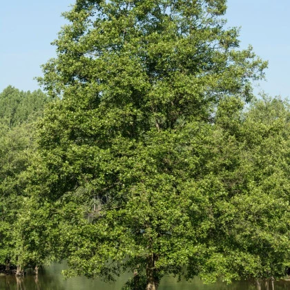 Olše lepkavá - Alnus glutinosa - semena olše - 8 ks