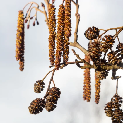 Olše lepkavá - Alnus glutinosa - semena olše - 8 ks
