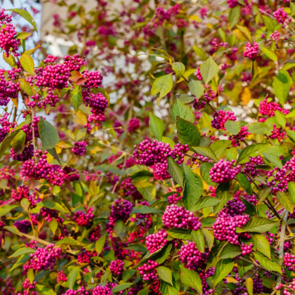 Krásnoplodka - Callicarpa acuminata - semena krásnoplodky - 8 ks