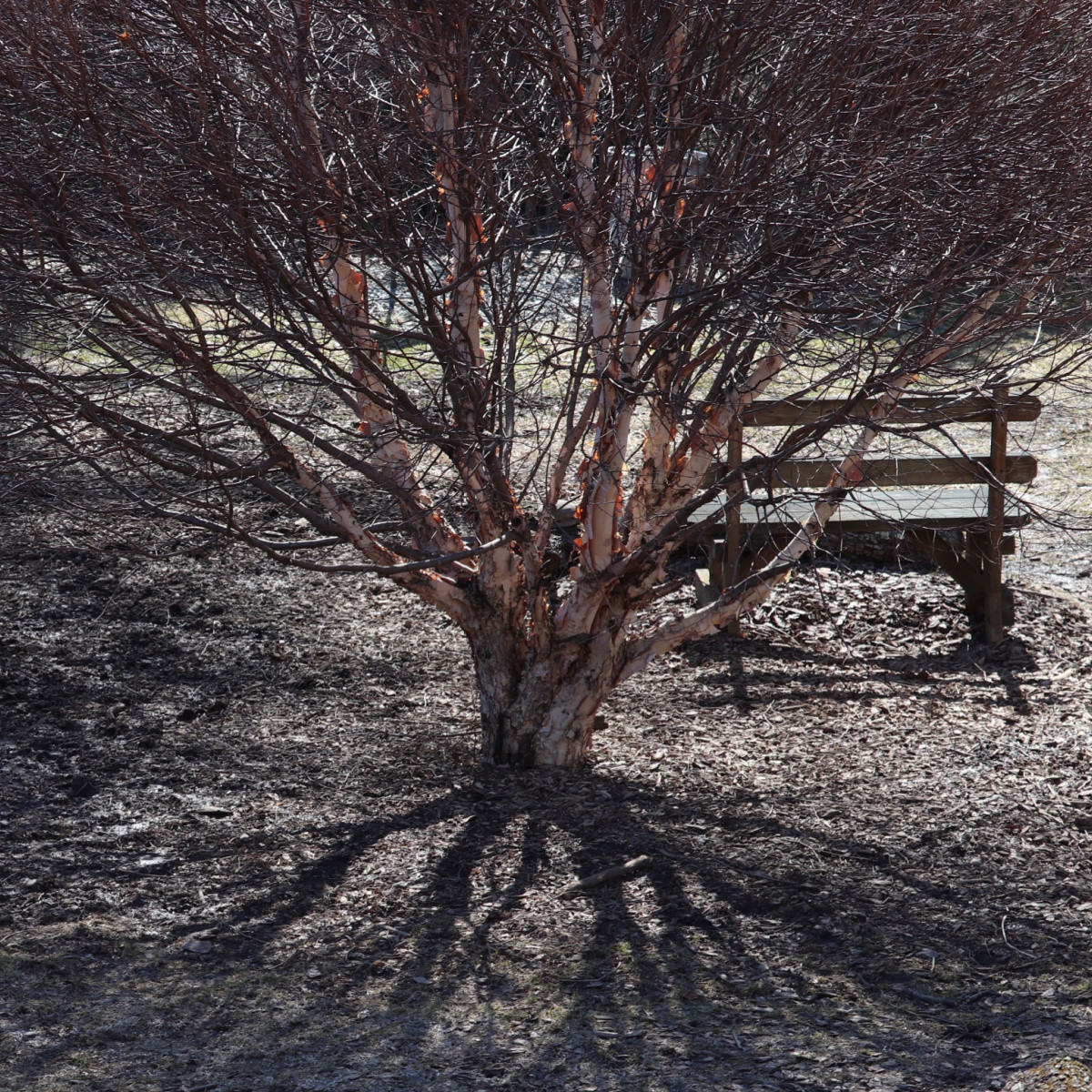 Bříza černá - Betula nigra - semena břízy - 15 ks