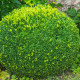Buxus - Buxus sempervirens - semena buxusu - 10 ks
