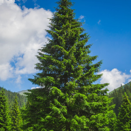 Borovice gerardiana - Pinus gerardiana - semena borovice - 5 ks