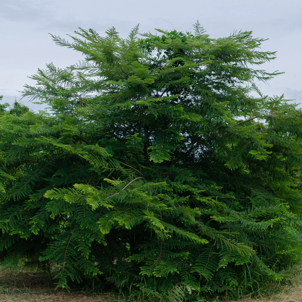 Indický angrešt - Phyllanthus emblica - semena indického angreštu - 8 ks