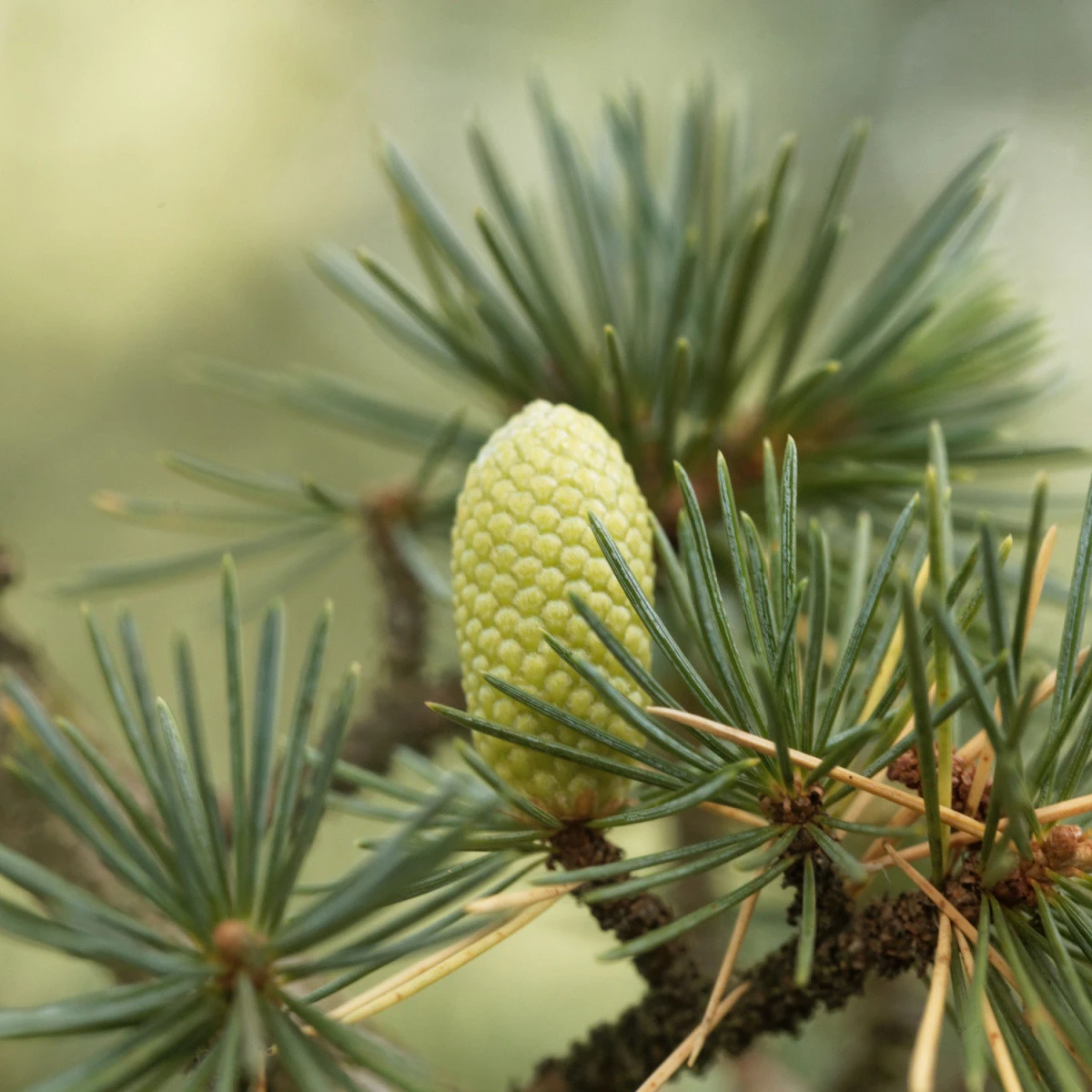 Cedr libanonský - Cedrus libani - semena cedru - 6 ks