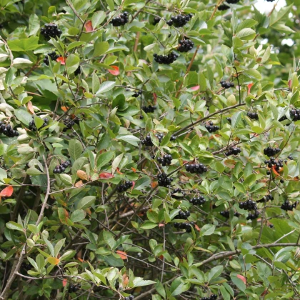 Aronie - Černý jeřáb - Aronia melanocarpa - semena jeřábu - 7 ks