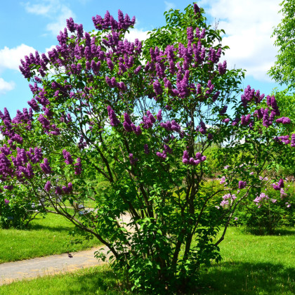Šeřík obecný - Syringa vulgaris - semena šeříku - 8 ks