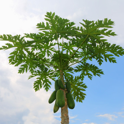 Papája Mamba Nunba - Carica papaya - semena papáji - 4 ks