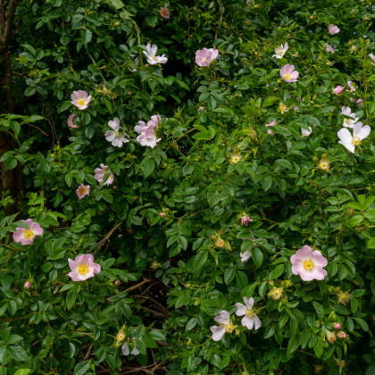 Růže šípková - Rosa canina - semena růže - 5 ks
