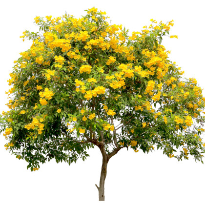 Protiha stans - Tecoma stans - semena protihy - 10 ks