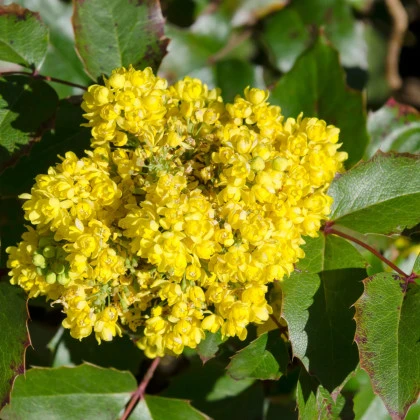 Mahónie cesmínolistá - Mahonia aquifolium - semena mahónie - 5 ks