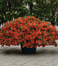 Minipetúnie Kabloom Orange - Milionbells - Calibrachoa hybrida - semena - 6 ks