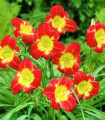 Denivka Longsfield Red Baron - Hemerocallis - hlízy denivky - 1 ks