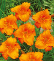 Denivka Tiger Blood - Hemerocallis - hlízy denivky - 1 ks