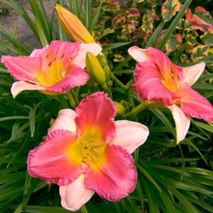 Denivka Final Touch - Hemerocallis - hlízy denivky - 1 ks