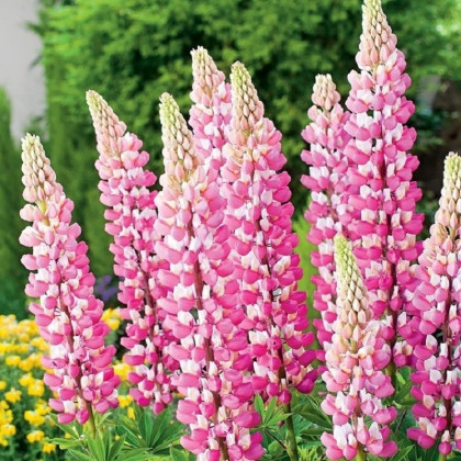 Lupina růžová - Lupinus - prostokořenné sazenice lupiny - 1 ks
