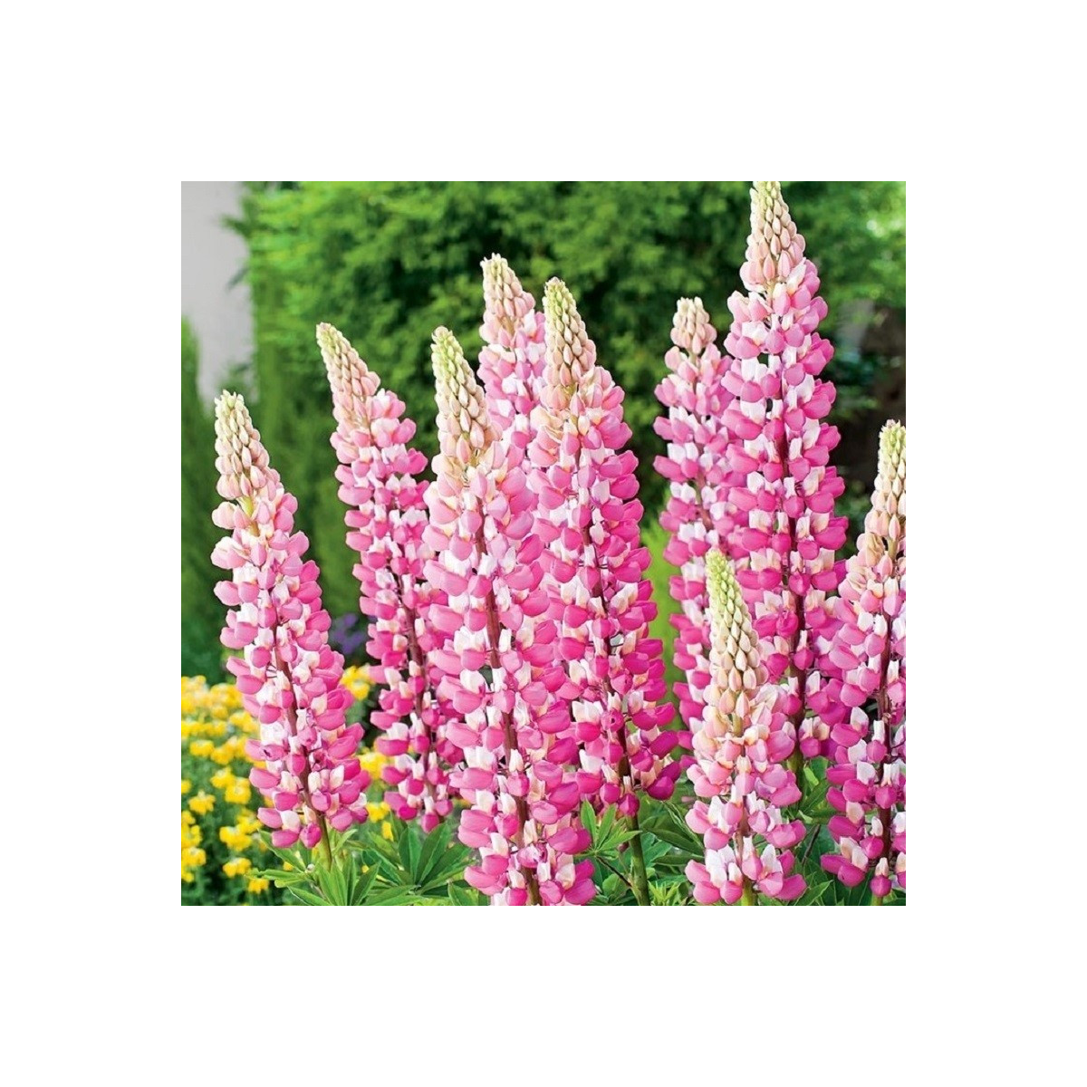 Lupina růžová - Lupinus - prostokořenné sazenice lupiny - 1 ks