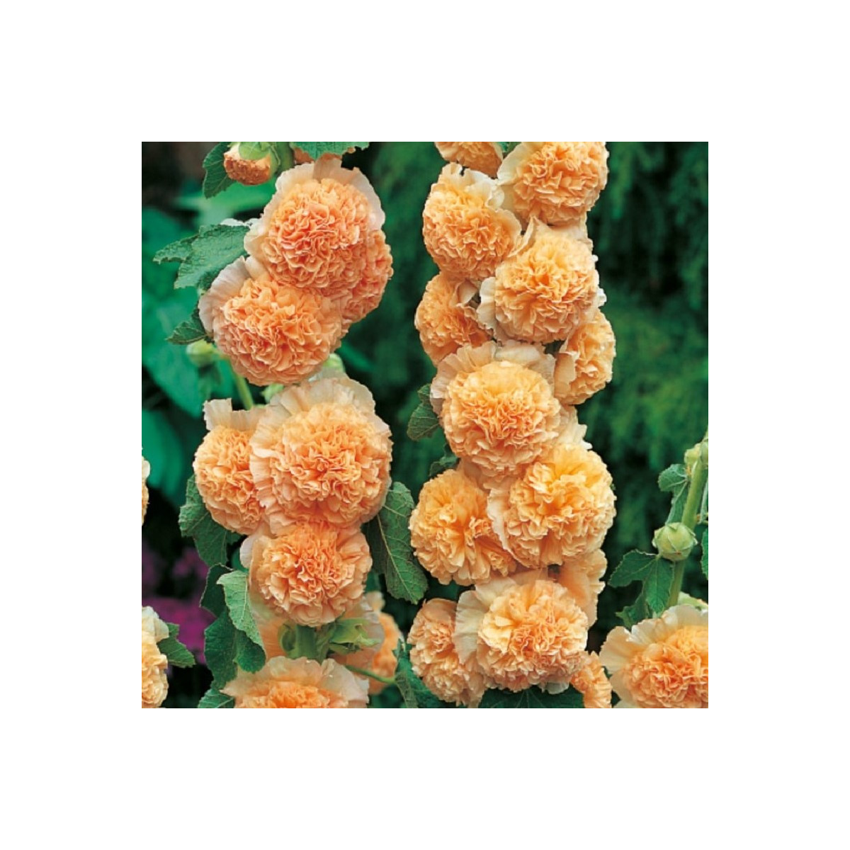 Topolovka oranžová - Alcea - prostokořenné sazenice topolovky - 1 ks