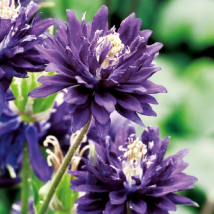 Orlíček plnokvětý modrý - Aquilegia - prostokořenné sazenice orlíčku - 1 ks