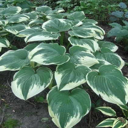 Bohyška - Hosta Robert Frost - hlízy bohyšky - 1 ks