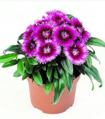 Hvozdík Chiba Purple Picotee F1 - Dianthus interspecific - semena hvozdíku - 18 ks