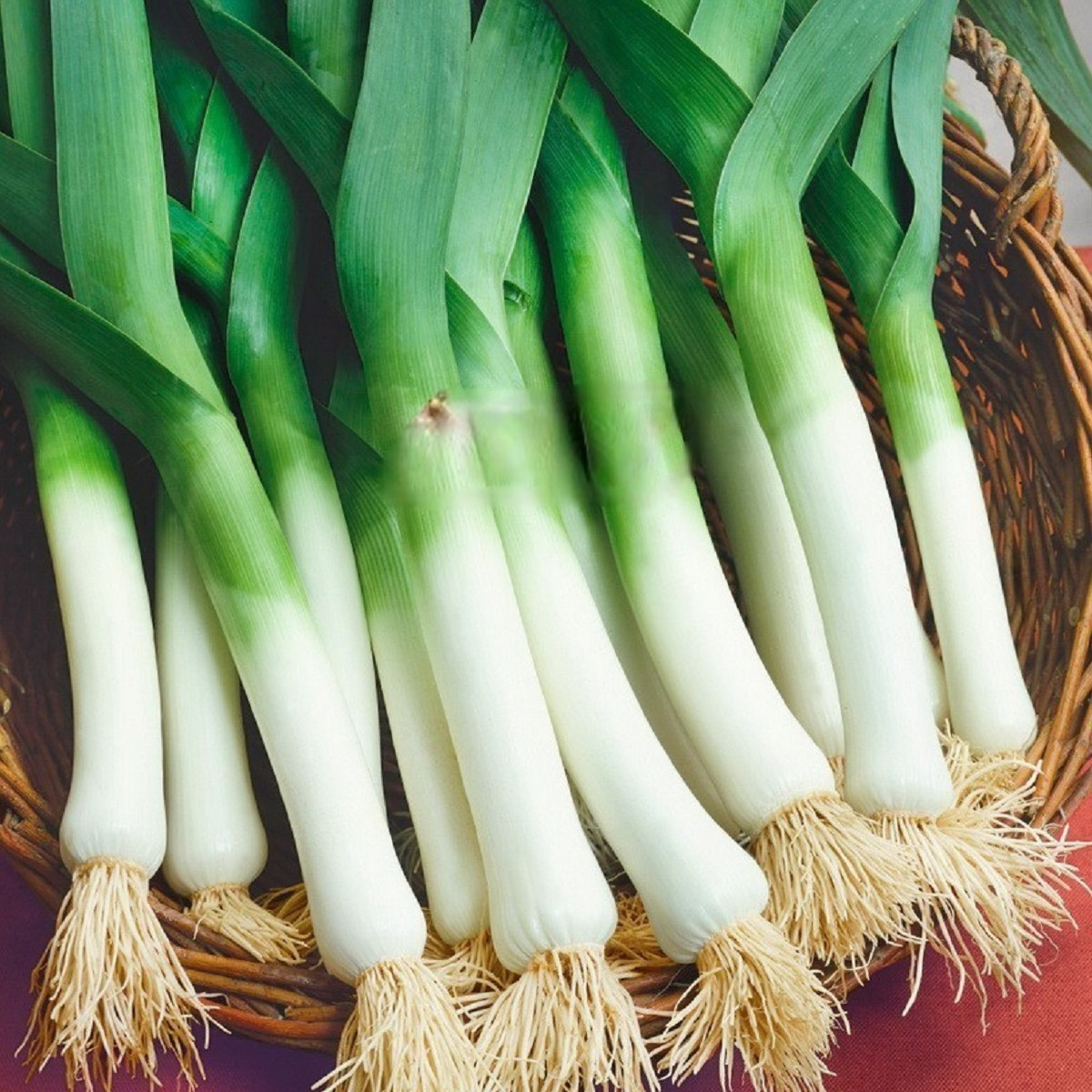 Pór Odrín F1 - Allium porrum - semena póru - 70 ks