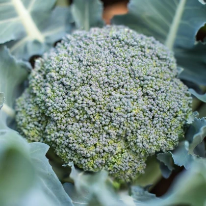 BIO Brokolice Rasmus KS - Brassica oleracea L. - bio semena brokolice - 20 ks