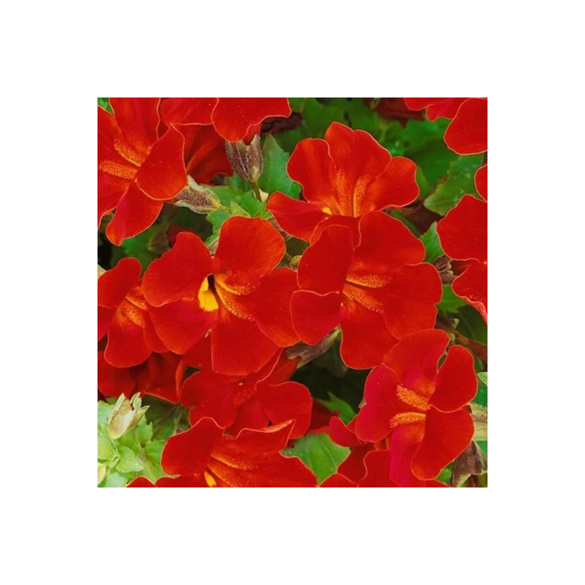 Kejklířka Magic Red - Mimulus hybridus - semena kejklířky - 30 ks